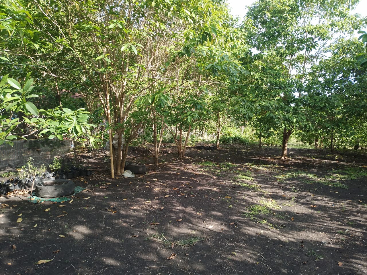Hutan Rakyat